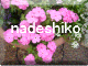 k.nadeshiko