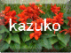 k.kazuko